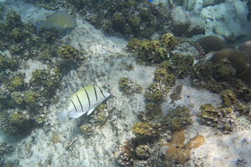 Fototapeta na wymiar Convict tang is a small surgeonfish in family Acanthuridae