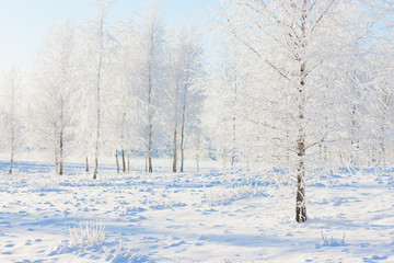 Birch forest in the snow and frost on Christmas