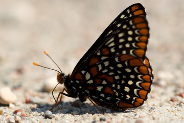 Baltimore Checkerspot butterfly.