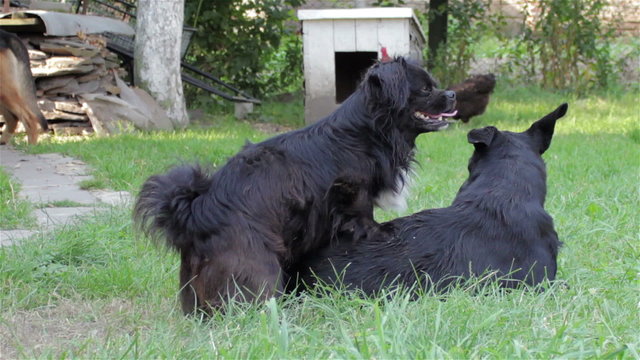 funny dog/funny dog on grass lying on pairing