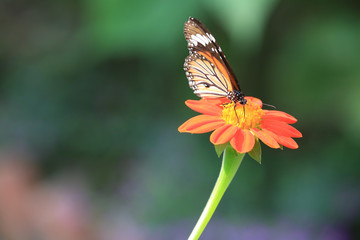 Amazing butterfly in Cambodia.