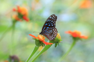Amazing butterfly in Cambodia.
