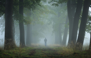 Naklejka premium Man walking alone in a lane on a foggy, autumn morning. Shallow D.O.F.