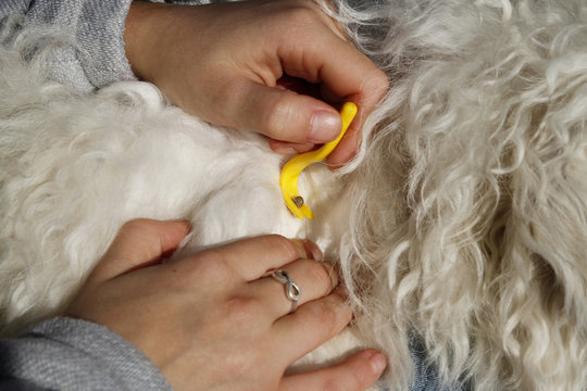 TIQUE SUR UN CHIEN