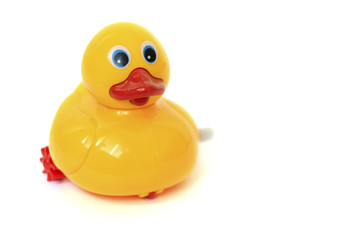 Yellow rubber duck on White Background