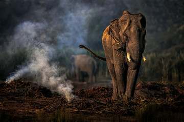 Fototapeta na wymiar Elephant in Sunset