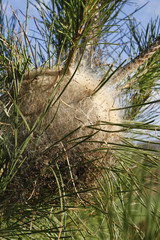 nid de chenilles processionnaires du pin