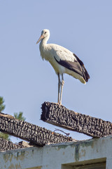 Young white stork in front of a clear blue sky