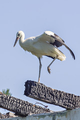 Young white stork in front of a clear blue sky
