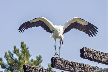 Young white stork in front of a clear blue sky