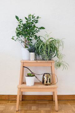 Houseplants and old brass watering can arranged on the wooden stool