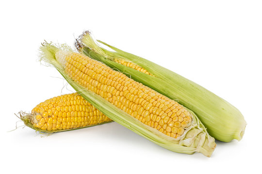 Three fresh young ears of corn isolated on a white background
