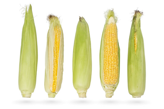 Five fresh young ears of corn isolated on a white background