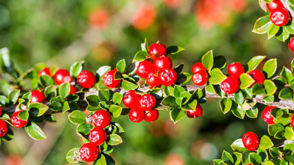 Obraz premium Berries And Leaves