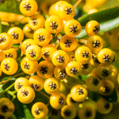 Yellow Berries