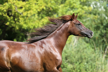 Beautiful young arabian mare galloping on pasture