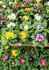 Primrose Sale