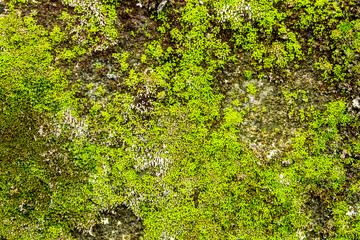 Moss on the wall, Green moss background