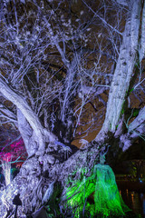 Enchanted Woodland in Syon Park