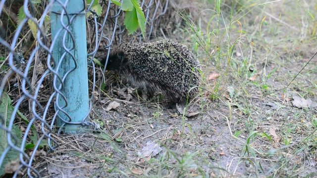 Young hedgehog comes through steel wire lattice fence