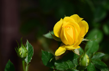 Single yellow rose