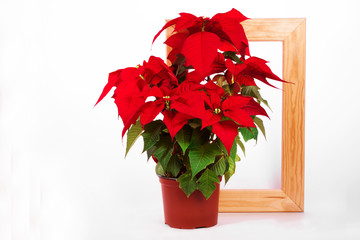 beautiful poinsettia. red christmas flower with wooden frame isolated on white background