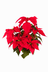 beautiful poinsettia. red christmas flower isolated on white background