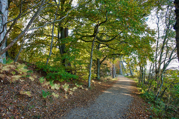 Fototapeta premium Red yellow and colorful autumn fall colors in the forest