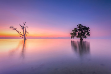 Fototapeta na wymiar Twin tree standing on water during colorful sunset