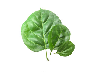Macro, close-up  green leaves isolated with white background