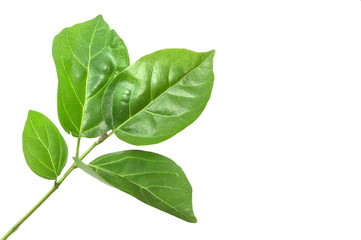 Macro, close-up  green leaves isolated with white background