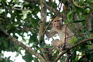 monkey on the tree