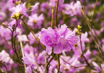 Flowering Rhododendron mucronulatum