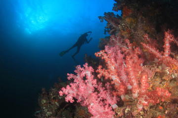 Scuba divers exploring coral reef underwater in ocean