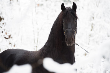 Portrait of black Friesian horse on winter background