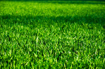  grass texture