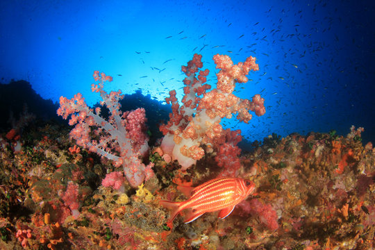 Tropical fish sea ocean coral reef underwater
