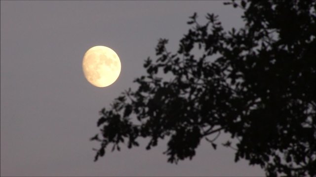 Mond scheint in der D&auml;mmerung und &Auml;ste schaukeln leicht im Wind