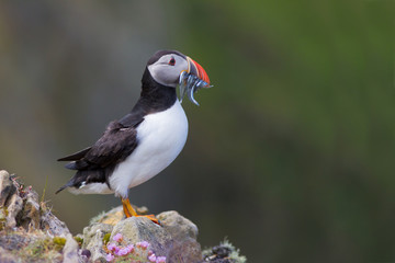 Puffin with fish in its beak