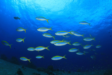 Fototapeta na wymiar School Fusilier fish in blue water