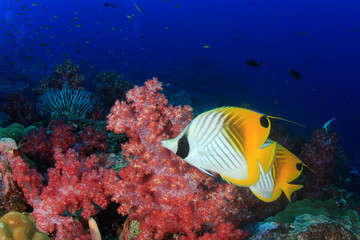 Naklejka na ściany i meble Tropical fish sea ocean coral reef underwater
