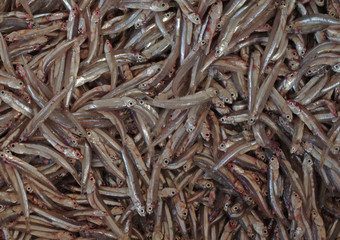 Sardellen auf dem Fischmarkt von Barkha (Oman)