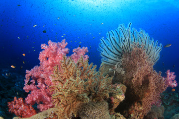 Naklejka na ściany i meble Tropical fish sea ocean coral reef underwater
