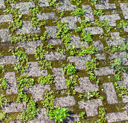 Paving slabs and grass.