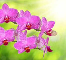 purple orchid on green natural background