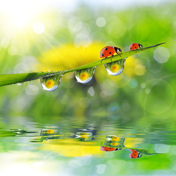 Dandelion in the drops of dew on the green grass and ladybugs. Nature background.