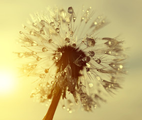 Dewy dandelion flower at sunrise close up. Natural backgrounds. © vencav