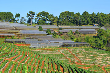 strawberry farm