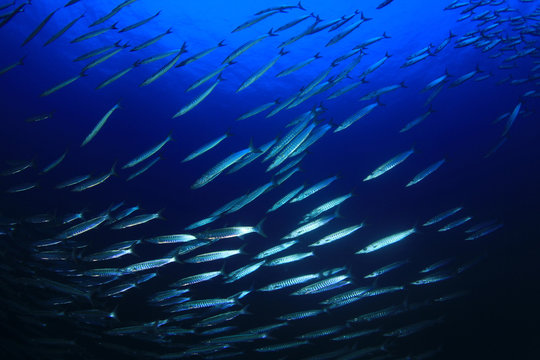 Barracuda fish shoal in blue ocean