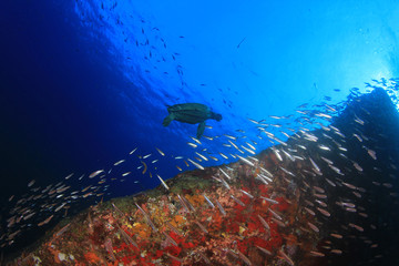 Fototapeta na wymiar Coral reef underwater with fish and sea turtle